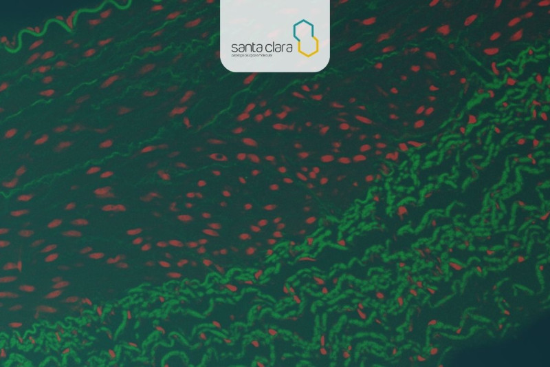 Imagem de Imunofluorescência